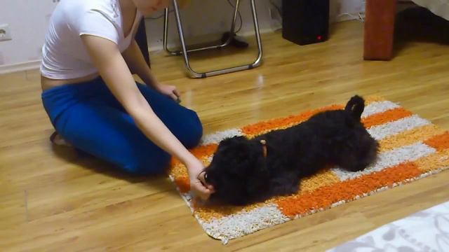 MOV 0462 смотреть онлайн