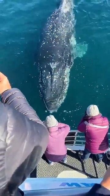 Fish Whale Beautiful Moments! #shorts #whale смотреть онлайн