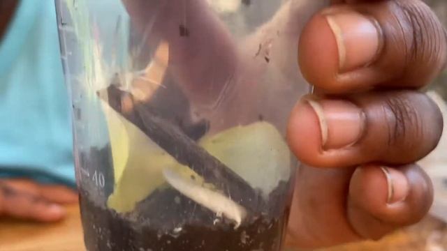 Rehousing a White Crab Spider смотреть онлайн