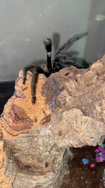 Psalmopoeus Cambridgei #feeding time смотреть онлайн