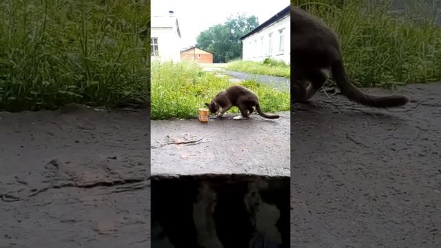 Кошка смотреть онлайн