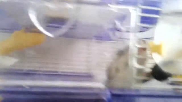 Это мой хомяк пухлик 😘💕🐹🔎 смотреть онлайн