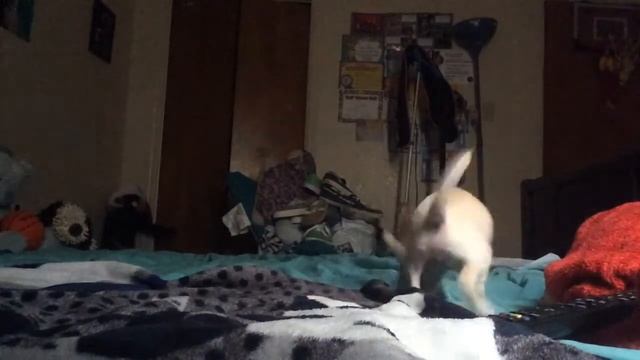 Hidden camera catches baby chihuahua смотреть онлайн