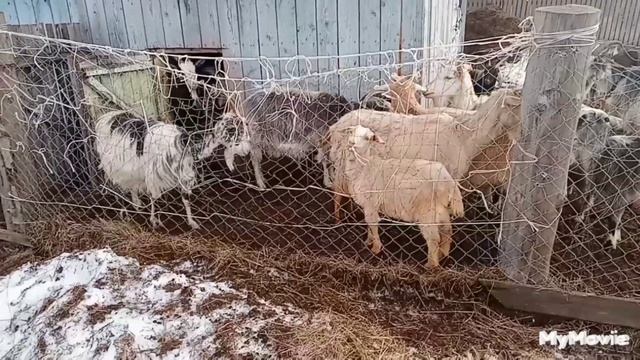 Коза котилась а молока нет! Почему? смотреть онлайн