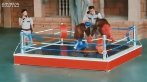 Джавид: Обезьяны - Боксёры (ОЗВУЧКА)