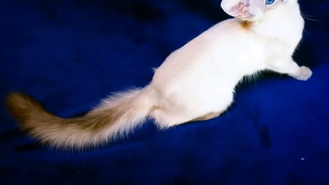 Piękne koty смотреть онлайн