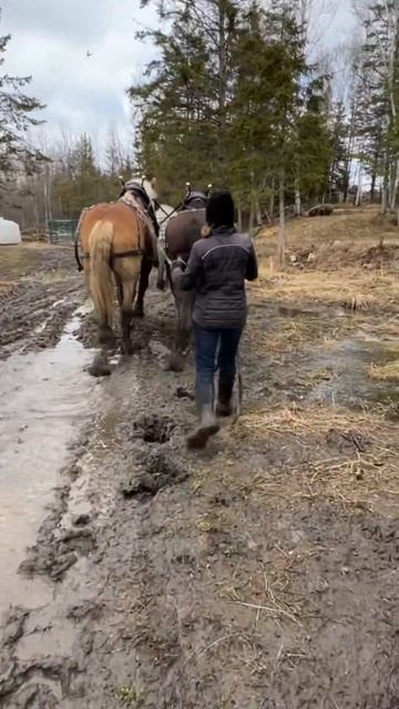 Did you notice how close Sally was to the chicken?? #drafthorses #workinghorses #belgian #percheron смотреть онлайн