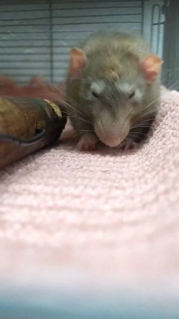 Sleepyrat 😴😴😴 смотреть онлайн