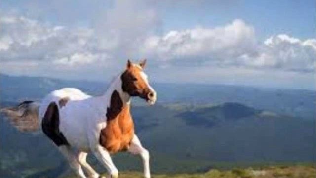 Willy deVille In Memoriam video slideshow смотреть онлайн