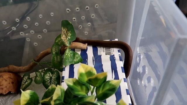 Caring For Carpet Pythons Setups For Snakes Prt 3 смотреть онлайн