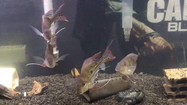 Geophagus Winemilleri смотреть онлайн