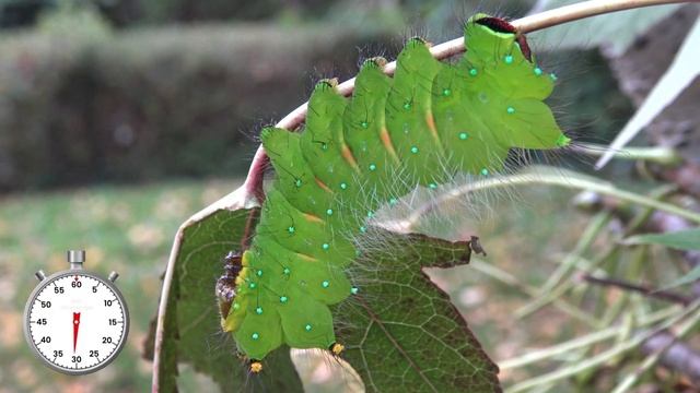 Moth Lifecycle: Pink Spirit Moth (Actias rhodopneuma) - One-Minute Life cycle смотреть онлайн