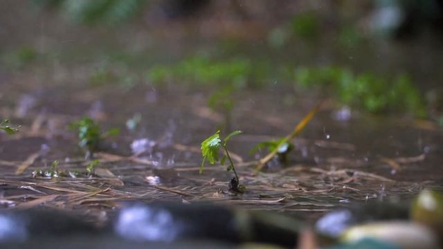 Дождь, лужи. Релакс. смотреть онлайн