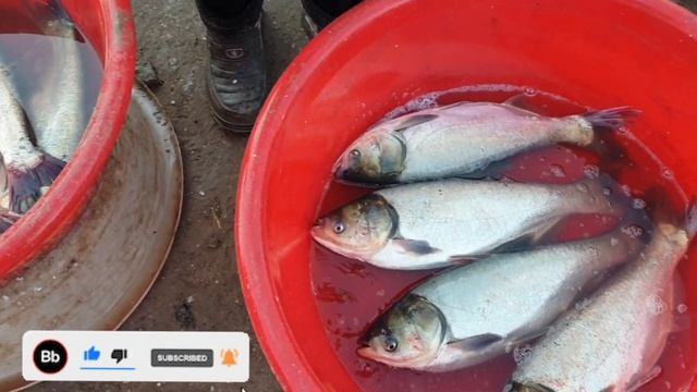 КУМ БОЗОР БАЛИК НАРХЛАРИ 2023.10.26