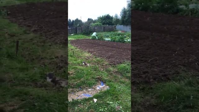 Бесполезные животные смотреть онлайн