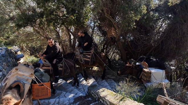 Αναρρίχηση με μουλάρι!Σε στενά ορεινά μονοπάτια, μοναχοί σηκώνουν βαριά φορτία σε ανθεκτικά μουλάρι смотреть онлайн