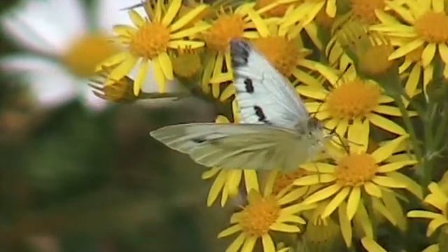 Green Veined White смотреть онлайн