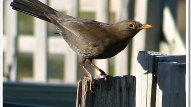 Blackbirds смотреть онлайн