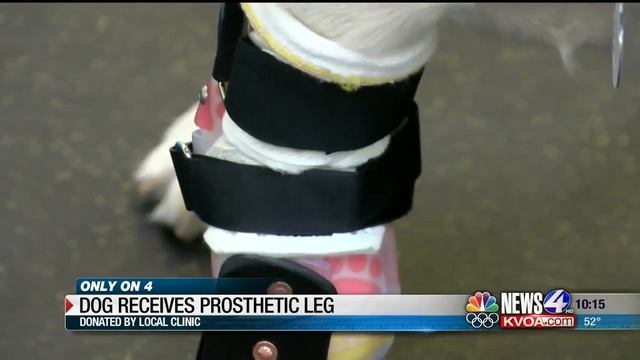 Dog receives donated prosthetic leg смотреть онлайн