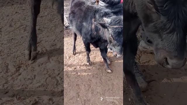 Кате Мол,Моли Калон,05.02.2023 смотреть онлайн