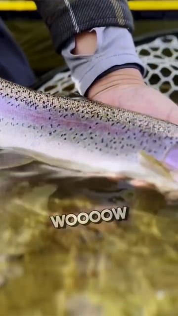 Euronymphing vs Indicator fishing who wins??? #flyfishing #euronymphing смотреть онлайн