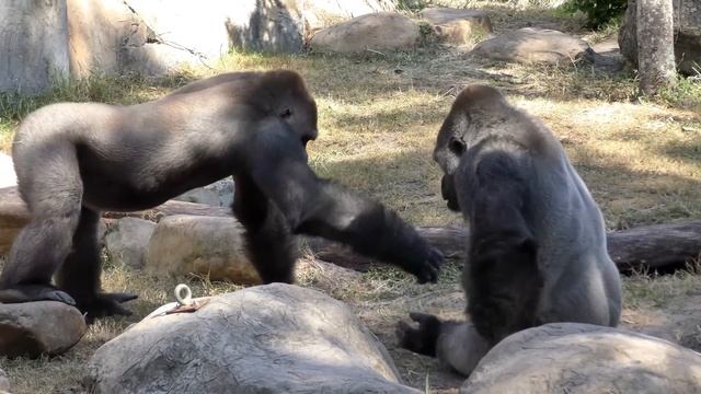 Gorilla Fight Club 1 FYV