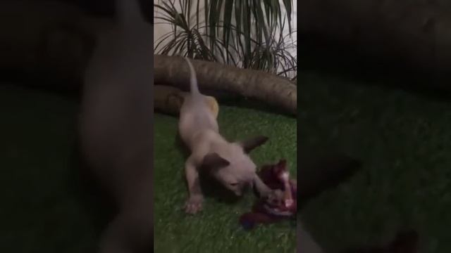 Conan — he is a Canadian Sphynx with deep cornflower blue eyes смотреть онлайн