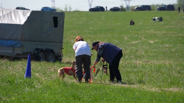 Уиппеты STANGERS LAND E LAN' (к) и STANGERS LAND VALENCIA (б) смотреть онлайн