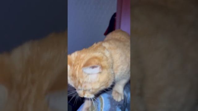 Почему Рыжуля с самого утра такой Добрый и Довольный? 😻 #рыжийкот
