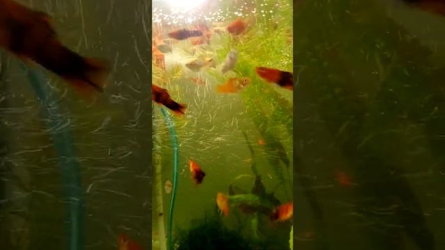 вырастник для малька живородящих пецилии меченосцы смотреть онлайн