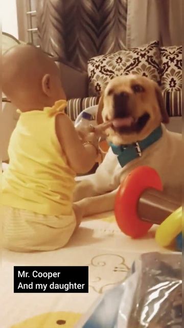 Labrador playing with baby | Cooper the Labrador | смотреть онлайн
