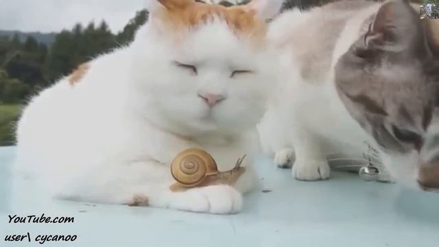 Смешные кошки. смотреть онлайн