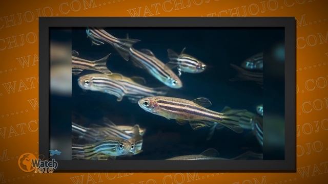 Believe It Or Not, Fish Can Feel Pain смотреть онлайн