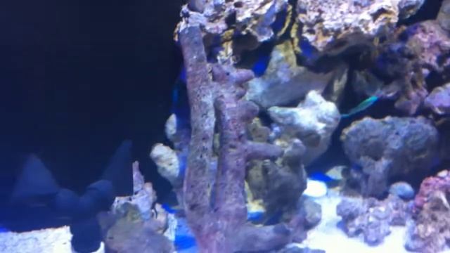 DIY Aquarium LED Fixture. смотреть онлайн