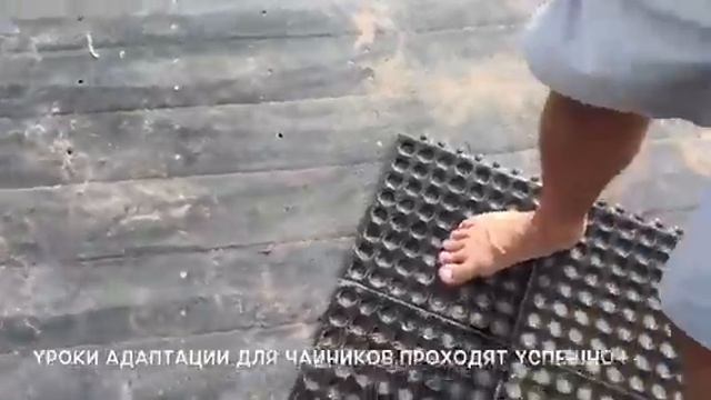 Американский пеликан и тапочки Майами смотреть онлайн