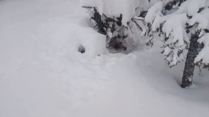 промысел 20 полный капец,охота ,соболь