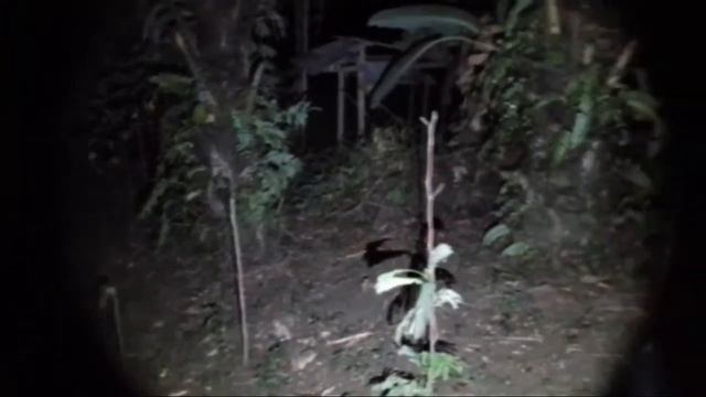 Live misteri‼️bekas kerajaan.an goib смотреть онлайн