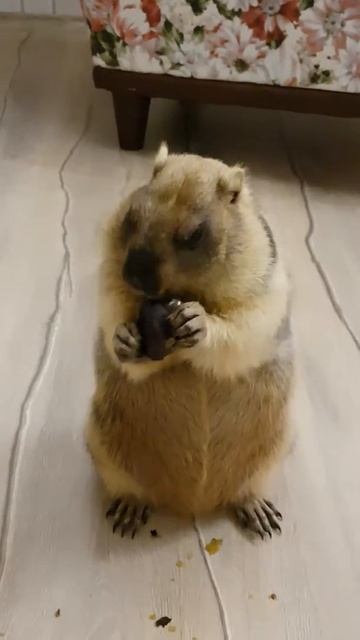 Тошке 5 месяцев смотреть онлайн