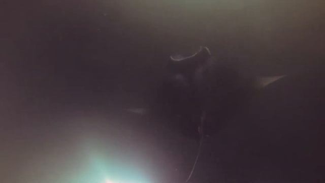 Night dive with manta rays in Maldives смотреть онлайн