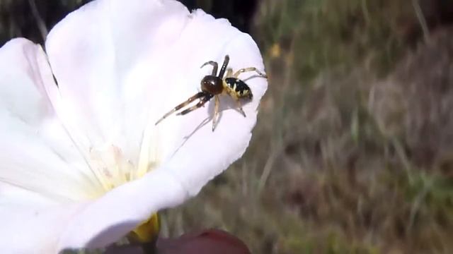 Crab spiders. Araña cangrejo (Synema globosum) смотреть онлайн
