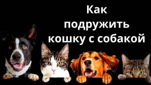 Как подружить кошку с собакой.