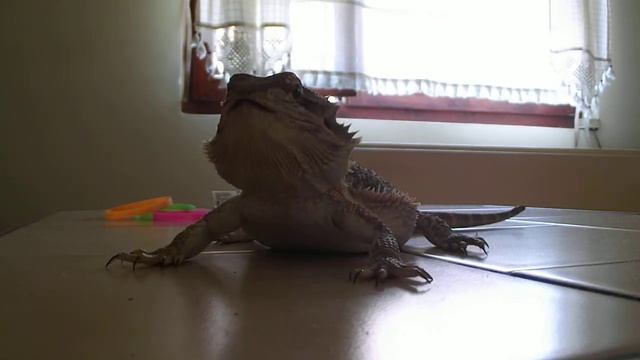 Bearded dragon feeding смотреть онлайн