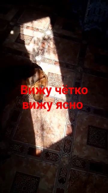 жопа есть а слова нет смотреть онлайн