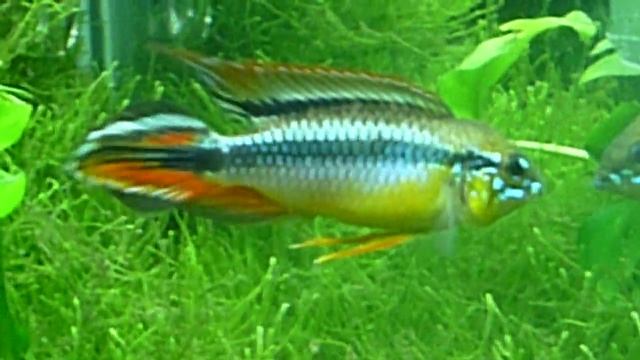 Apistogramma Agassizii Double Red смотреть онлайн
