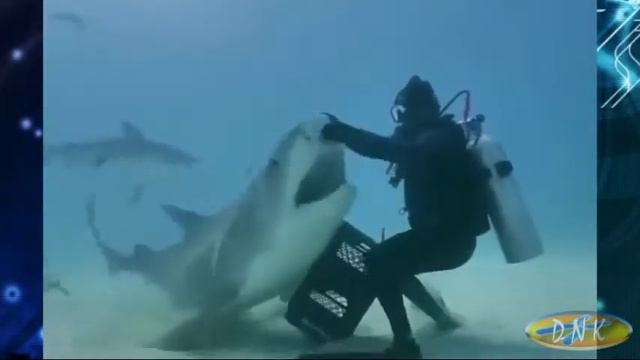 Животный мир)/Animal world) # 37 смотреть онлайн