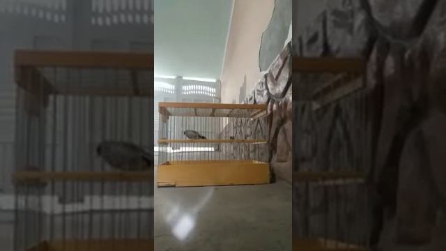 Саба (щегол) Исфара Хукмиддин смотреть онлайн