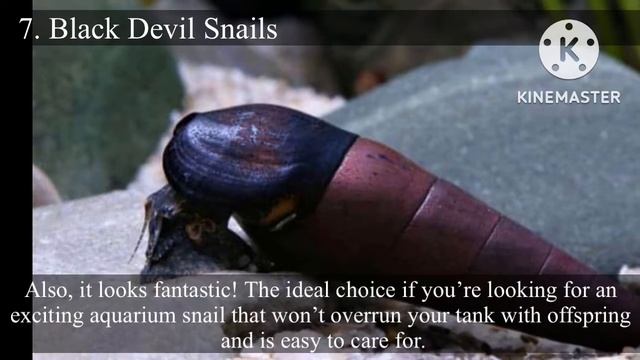 List of Freshwater Aquarium Snails. смотреть онлайн