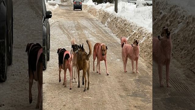 В Подмосковье заметили розовых собак смотреть онлайн