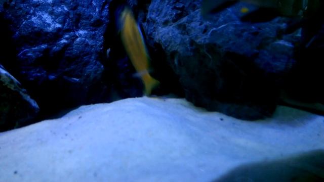 Pseudotropheus Flavus смотреть онлайн