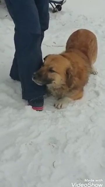 Новенькие. карантин. Кожуховский приют смотреть онлайн